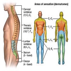 acute spinal cord injury